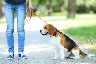 Parkta beagle köpek ile yürüyen kadın