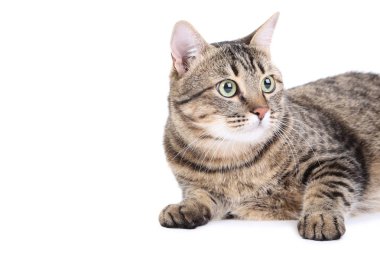 Gri kedi beyaz arka plan üzerinde izole