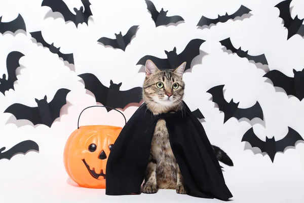 Grey Cat Plastic Pumpkin Black Paper Bats White Background — Stock Photo, Image