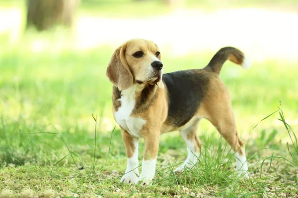 公园里的小猎犬 — 图库照片