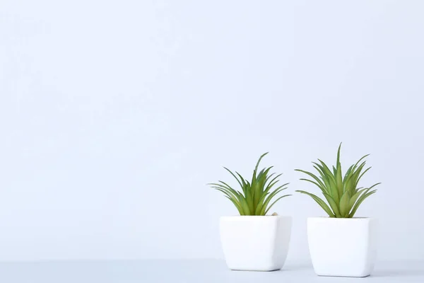 Plantas Verdes Macetas Sobre Fondo Gris — Foto de Stock