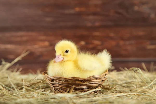 Pequeño Patito Amarillo Canasta Sobre Heno — Foto de Stock