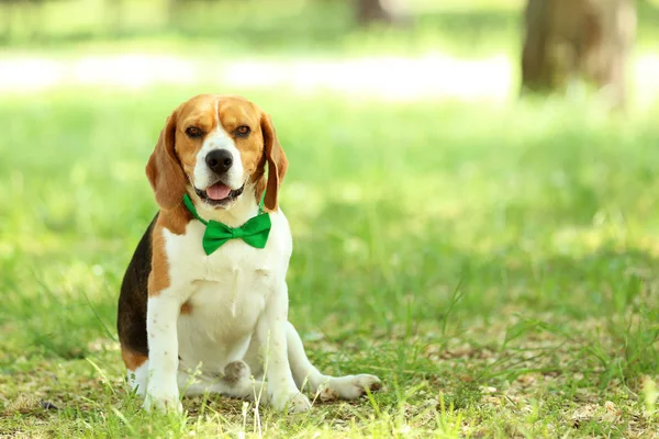 Beagle Perro Con Pajarita Sentado Parque —  Fotos de Stock