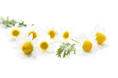 Beyaz arkaplanda izole papatya çiçekleri