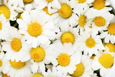 parlak taze papatya çiçekler arka plan