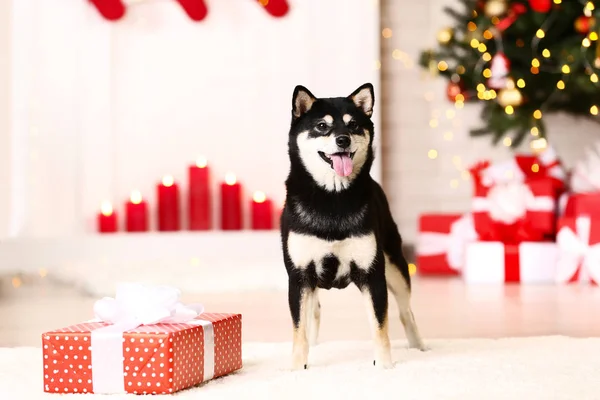 Shiba inu dog with gift box near christmas tree