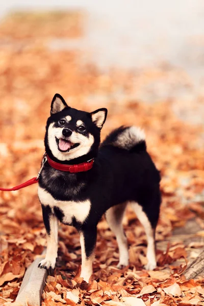Shiba Inu Σκυλιών Στο Πάρκο Φθινόπωρο — Φωτογραφία Αρχείου