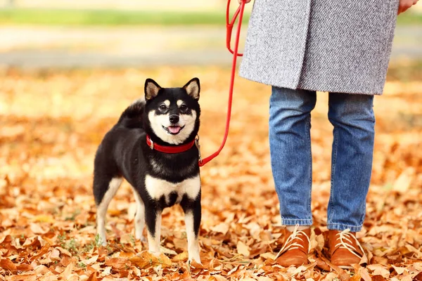 Shiba Inu Hund Stå Nära Ägare Höst Park — Stockfoto