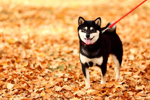 Shiba Inu Hund Höst Park — Stockfoto
