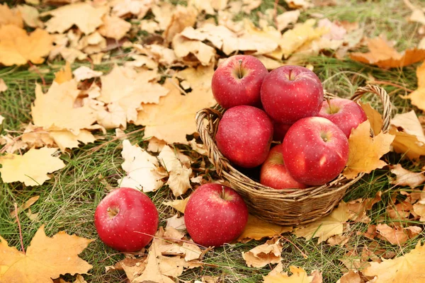 Kosz Jabłek Jesienny Park — Zdjęcie stockowe