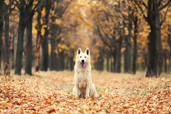 Bílý Švýcarský Ovčák Podzim Park — Stock fotografie