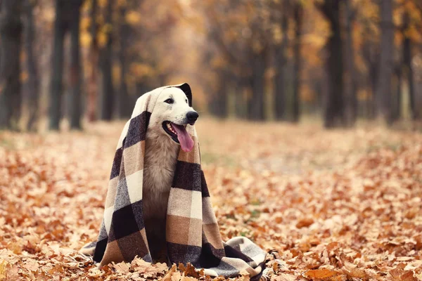 秋の公園で格子縞のホワイト スイス シェパード ドッグ — ストック写真