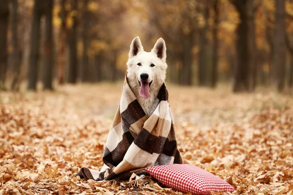 Beyaz Swiss Çoban Köpeği Ekose Sonbahar Park Kırmızı Yastık Ile — Stok fotoğraf