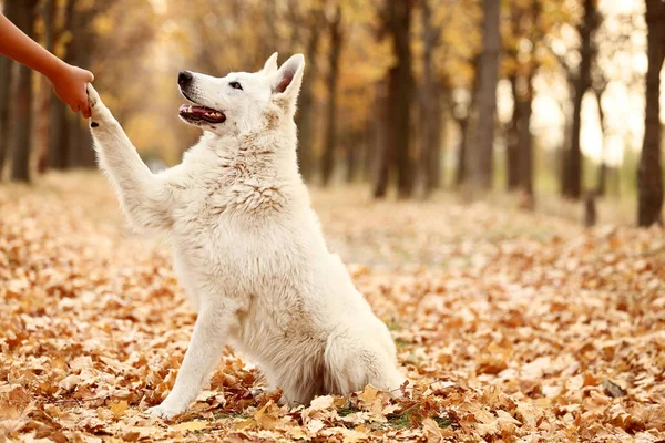 Bílý Švýcarský Ovčák Dávat Packu Podzim Park — Stock fotografie