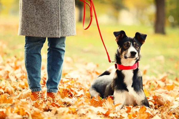 Schöner Hund Bei Herrchen Herbstpark — Stockfoto