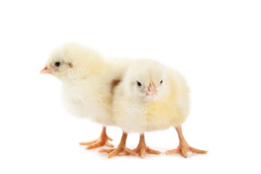 Beyaz arka plan üzerinde izole küçük kızlar