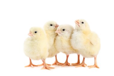 Beyaz arka plan üzerinde izole küçük kızlar