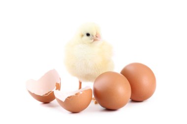 Beyaz arka plan üzerinde izole yumurta ile küçük piliç