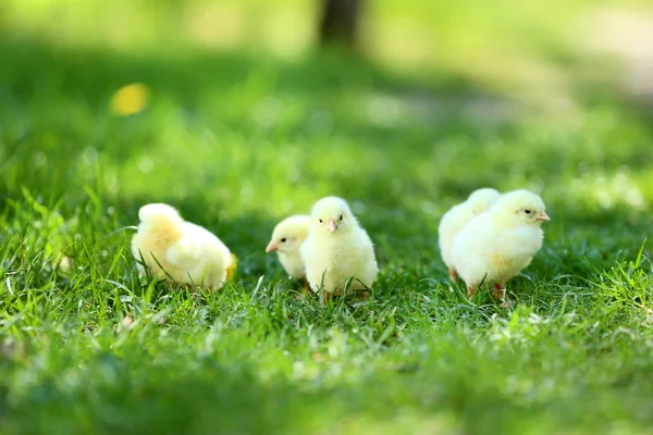 Маленькие Цыплята Зеленой Траве Парке — стоковое фото