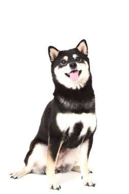 Beyaz arka plan üzerinde izole Shiba Inu köpek