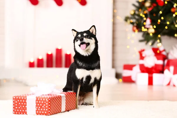 ギフト ボックス クリスマス ツリーの近くで犬柴犬 — ストック写真