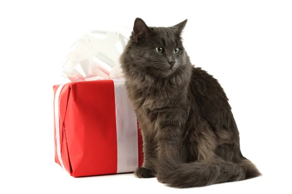 Krásná Šedá Kočka Červeným Krabičky Izolované Bílém — Stock fotografie