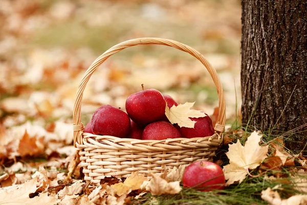 Basket with red apples in autumn park