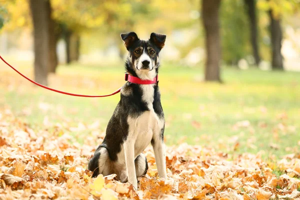 Beautiful Dog Collar Autumn Park — Stock Photo, Image