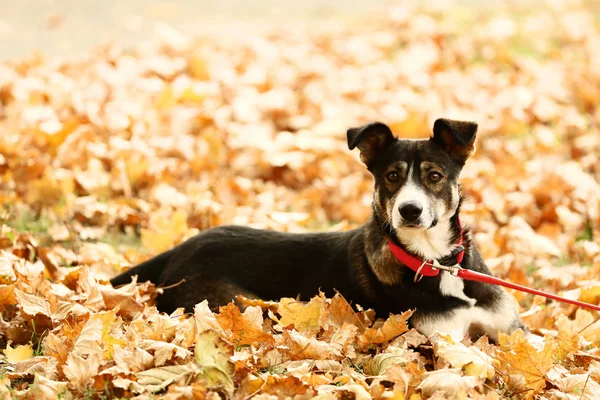 Vacker Hund Med Krage Höst Park — Stockfoto
