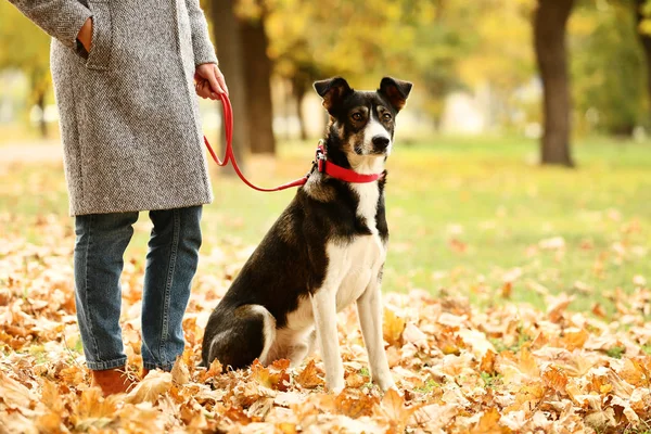 Vacker Hund Nära Ägare Höst Park — Stockfoto