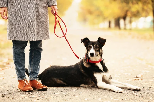 Güzel köpeğin sahibi Sonbahar Park yanına