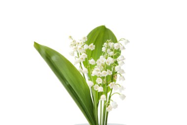 Nilüfer çiçekleri beyaz arka planda izole.