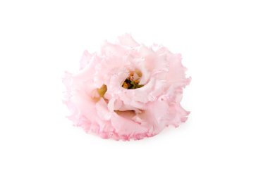 Beyaz arkaplanda izole edilmiş pembe östoma çiçeği