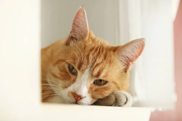 窓辺の上に横たわる美しい生姜猫 — ストック写真