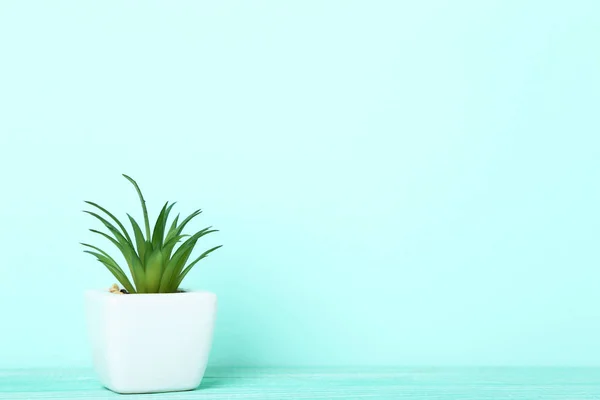 Planta Verde Maceta Sobre Fondo Menta — Foto de Stock