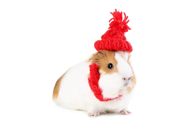 Cerdo Indias Con Sombrero Rojo Aislado Sobre Fondo Blanco —  Fotos de Stock