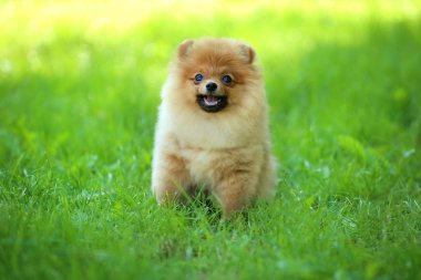 Pomeranian köpek yeşil çim oturan