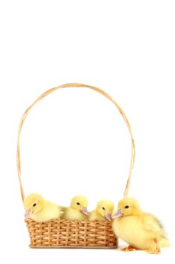 Sepette beyaz arka plan üzerinde küçük sarı ördek yavrusu