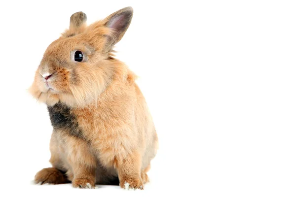 Beyaz Arka Plan Üzerinde Izole Kahverengi Tavşan — Stok fotoğraf
