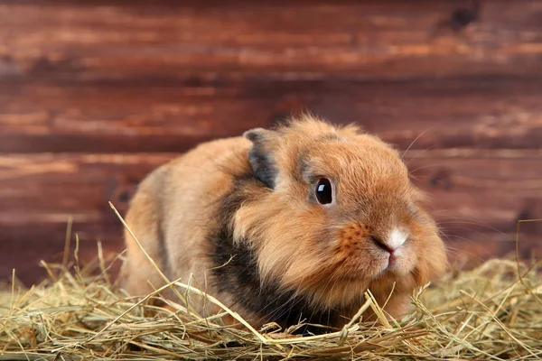 Saman Ahşap Arka Plan Üzerinde Kahverengi Güzel Tavşan — Stok fotoğraf