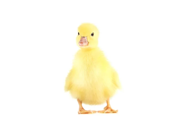 只黄色的小鸭子在白色背景上 — 图库照片