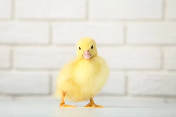 Pequeño Patito Amarillo Sobre Fondo Pared Ladrillo —  Fotos de Stock