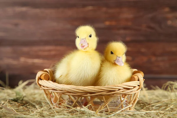 Piccoli Anatroccoli Gialli Cesto Fieno — Foto Stock