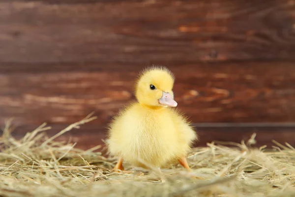 Pequeño Patito Amarillo Sobre Heno — Foto de Stock