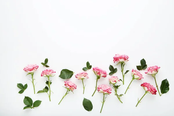 Ροζ Τριαντάφυλλο Λουλούδια Πράσινα Φύλλα Λευκό Φόντο — Φωτογραφία Αρχείου