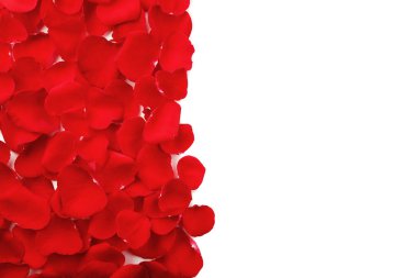 Beyaz arkaplanda kırmızı gül yaprakları