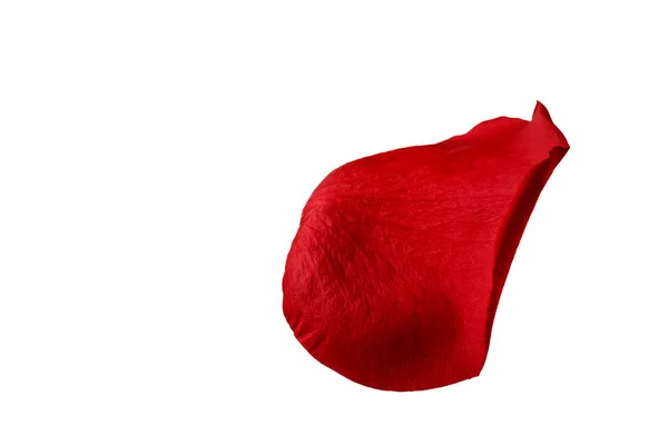 Red Rose Petal Isolated White Background — Stock Photo, Image