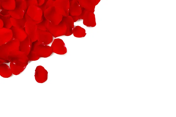 Červené Okvětní Lístky Růží Bílém Pozadí — Stock fotografie