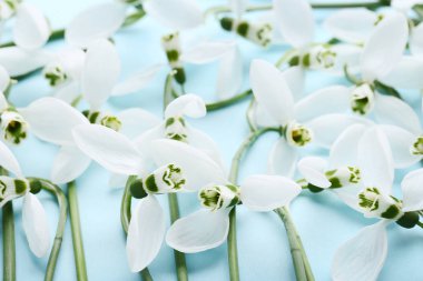 Kardelen çiçek mavi zemin üzerine