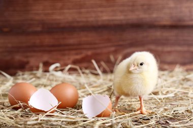 Ahşap arka plan üzerinde yumurta kabuğu ile küçük piliç